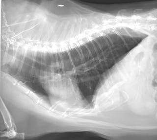Radiographies latérale (a) et dorso-ventrale (b) d’une chatte siamoise stérilisée de 2 ans, atteinte d’asthme